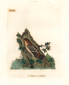 شارع غيانان - أنتورن ، Myrmotherula surinamensis. غير حصين. (Surinam nuthatch، Sitta surinamensis.) لوح نحاسي ملون يدويًا رسمه ونقشه جون لاثام من كتابه تاريخ الطيور العام ، وينشستر بواسطة جون لاثام