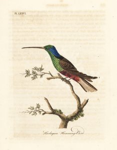 الطائر الطنان المهرج ، Trochilus متعدد الألوان. عينة ملفقة في المتحف البريطاني. لوح نحاسي ملون يدويًا رسمه ونقشه جون لاثام من كتابه A General History of Birds ، وينشستر بواسطة جون لاثام