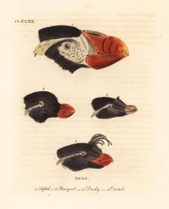 رؤوس البفن معنقدة ، Fratercula cirrhata 1 ، الببغاء auklet ، Aethia psittacula 2 ، و auklet المتوج ، Aethia cristatella 3،4. (Tufted awk و Alca cirrhata 1 و Parrot awk و Alca psittacula 2 و Dusky awk و Alca tetracula 3 و Crested awk و Alca cristatella بواسطة جون لاثام