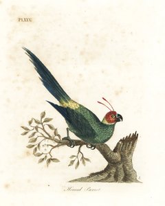 ببغاء مقرن ، Eunymphicus cornutus. ضعيف (ببغاء مقرن ، Psittacus bisetis.) لوح نحاسي ملون يدويًا رسمه ونقشه جون لاثام من كتابه تاريخ الطيور العام ، وينشستر بواسطة جون لاثام