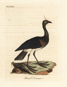 صراخ مقرن ، أنهيما كورنوتا (بالاميديا كورنوتا). لوح نحاسي ملون يدويًا رسمه ونقشه جون لاثام من كتابه A General History of Birds ، وينشستر بواسطة جون لاثام