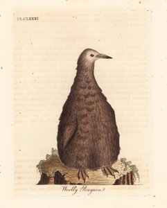 البطريق الملك ، Aptenodytes patagonicus ، الأحداث (البطريق الصوفي). لوح نحاسي ملون يدويًا رسمه ونقشه جون لاثام من كتابه A General History of Birds ، وينشستر بواسطة جون لاثام