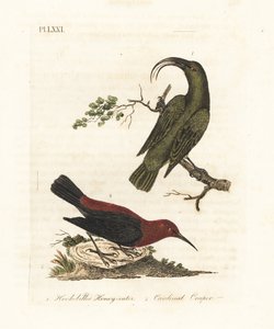 الصغرى akialoa ، Hemignathus obscurus (منقرض) و myzomela الكاردينال ، Myzomela cardinalis. (آكل العسل الأخضر ذو المنقار الخطاف ، سيرثيا أوبسكورا ، موطنه هاواي ، وآكل العسل الأساسي ، سيرثيا كارديناليس ، موطنه تانا ، فانواتو.) صفيحة نحاسية ملونة يدويًا بواسطة جون لاثام