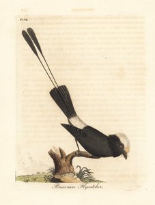 طاغية طويل الذيل ، Colonia Colonus (صائد الذباب البيروفي ، Le Colon). لوح نحاسي ملون يدويًا رسمه ونقشه جون لاثام من كتابه A General History of Birds ، وينشستر بواسطة جون لاثام
