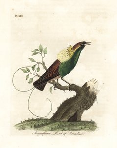 طائر الجنة الرائع ، Diphyllodes magnificus (الجنة الرائعة). لوح نحاسي ملون يدويًا رسمه ونقشه جون لاثام من كتابه A General History of Birds ، وينشستر بواسطة جون لاثام