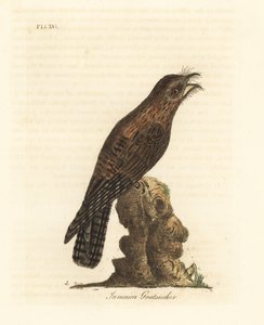 بوتو الشمالية ، Nyctibius jamaicensis (جامايكا ماعز ، Caprimulgus jamaicensis). لوح نحاسي ملون يدويًا رسمه ونقشه جون لاثام من كتابه A General History of Birds ، وينشستر بواسطة جون لاثام