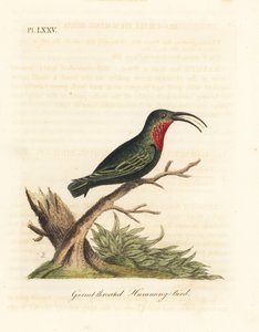 الكارب الأرجواني الحنجرة ، Eulampis jugularis (الطائر الطنان ذو العقيق الحنجرة ، Trochilus granatinus). لوح نحاسي ملون يدويًا رسمه ونقشه جون لاثام من كتابه A General History of Birds ، وينشستر بواسطة جون لاثام