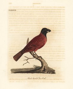 منقار الغراب الأحمر والأسود ، Periporphyrus erythromelas. بالقرب هددت. (منقار أسود الرأس ، Loxia erythromelas.) لوح نحاسي ملون يدويًا رسمه ونقشه جون لاثام من كتابه A General History of Birds ، وينشستر بواسطة جون لاثام