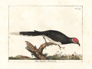 مالكوها أحمر الوجه ، Phaenicophaeus pyrrhocephalus. غير حصين. (مالكوها أحمر الرأس ، كوكولوس بيرهوسيفالوس.) لوح نحاسي ملون يدويًا رسمه ونقشه جون لاثام من كتابه تاريخ الطيور العام ، وينشستر بواسطة جون لاثام