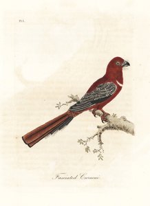 trogon أحمر الرأس ، Harpactes erythrocephalus (Fasciated curucui ، Trogon fasciatus). لوح نحاسي ملون يدويًا رسمه ونقشه جون لاثام من كتابه A General History of Birds ، وينشستر بواسطة جون لاثام