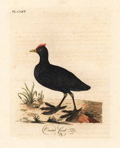 غرة حمراء معقودة أو غرة متوجة ، Fulica cristata. لوح نحاسي ملون يدويًا رسمه ونقشه جون لاثام من كتابه A General History of Birds ، وينشستر بواسطة جون لاثام