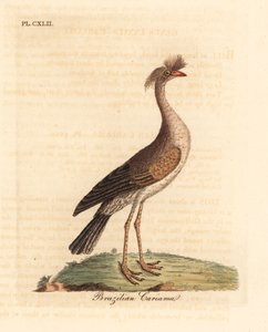 Seriema ذات الأرجل الحمراء أو cariama المتوج ، Cariama cristata (cariama البرازيلية ، Palamedea cristata). لوح نحاسي ملون يدويًا رسمه ونقشه جون لاثام من كتابه A General History of Birds ، وينشستر بواسطة جون لاثام