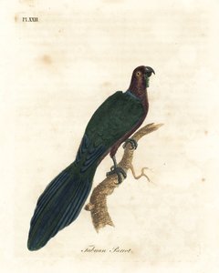 ببغاء أحمر لامع ، Pyrrhulopsis tabuensis (ببغاء تابوان ، Psittacus tabuensis). لوح نحاسي ملون يدويًا رسمه ونقشه جون لاثام من كتابه A General History of Birds ، وينشستر بواسطة جون لاثام