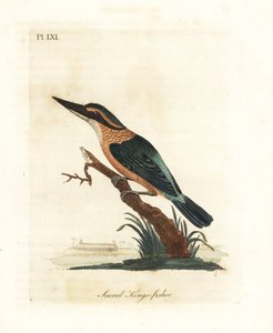 الرفراف المقدس ، Todiramphus sanctus (ملوك الصياد المقدس ، Alcedo sacra). لوح نحاسي ملون يدويًا رسمه ونقشه جون لاثام من كتابه A General History of Birds ، وينشستر بواسطة جون لاثام