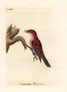 القرمزي myzomela ، Myzomela sanguinolenta (آكلى لحوم البشر العسل ، سيرثيا سانغوينولينتا). أستراليا. لوح نحاسي ملون يدويًا رسمه ونقشه جون لاثام من كتابه A General History of Birds ، وينشستر بواسطة جون لاثام