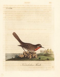 Rubythroat السيبيري ، Luscinia calliope (Kamschatkan thrush ، Turdus calliope). لوح نحاسي ملون يدويًا رسمه ونقشه جون لاثام من كتابه A General History of Birds ، وينشستر بواسطة جون لاثام