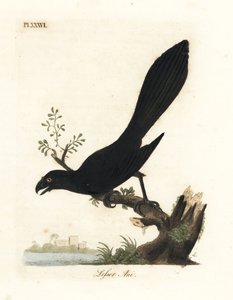 العاني ذو المنقار السلس أو العاني الصغرى ، Crotophaga ani. لوح نحاسي ملون يدويًا رسمه ونقشه جون لاثام من كتابه A General History of Birds ، وينشستر بواسطة جون لاثام