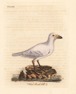 غمد غمد ثلجي ، Chionis albus (غمد أبيض ، Vaginalis chionis). لوح نحاسي ملون يدويًا رسمه ونقشه جون لاثام من كتابه A General History of Birds ، وينشستر بواسطة جون لاثام