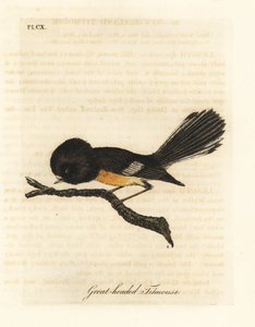 جزيرة توميت الجنوبية ، Petroica macrocephala maccephala (القرقف ذو الرأس العظيم ، Parus macrocephalus). مواطن لنيوزيلندا. لوح نحاسي ملون يدويًا رسمه ونقشه جون لاثام من كتابه A General History of Birds ، وينشستر بواسطة جون لاثام