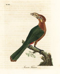 الطوقان البقعي ، Selenidera maculirostris ، أنثى. جانيرو الطوقان. لوح نحاسي ملون يدويًا رسمه ونقشه جون لاثام من كتابه A General History of Birds ، وينشستر بواسطة جون لاثام