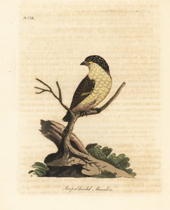 pardalote مخططة ، Pardalotus striatus (ماناكين مخطط الرأس ، Pipra striata). لوح نحاسي ملون يدويًا رسمه ونقشه جون لاثام من كتابه A General History of Birds ، وينشستر بواسطة جون لاثام