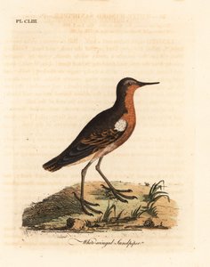 طائر الرمل التاهيتي ، Prosobonia leucoptera. ينقرض. (الرمل الأبيض الجناح ، Tringa leucoptera.) لوح نحاسي ملون يدويًا رسمه ونقشه جون لاثام من كتابه تاريخ الطيور العام ، وينشستر بواسطة جون لاثام