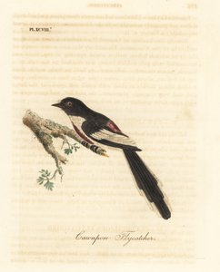 صغيرة بيضاء بطن ، Pericrocotus erythropygius (Cawnpore flycatcher). الهند. لوح نحاسي ملون يدويًا رسمه ونقشه جون لاثام من كتابه A General History of Birds ، وينشستر بواسطة جون لاثام