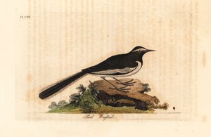 ذعرة الذعرة الذهبية عريضة الحاجب ، Motacilla maderaspatensis. (ذعرة القدم من الهند). لوح نحاسي ملون يدويًا رسمه ونقشه جون لاثام من كتابه A General History of Birds ، وينشستر بواسطة جون لاثام