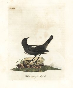 تانجر أبيض الكتفين ، Tachyphonus luctuosus (صفراء أبيض الأجنحة ، Oriolus leucopterus). لوح نحاسي ملون يدويًا رسمه ونقشه جون لاثام من كتابه A General History of Birds ، وينشستر بواسطة جون لاثام