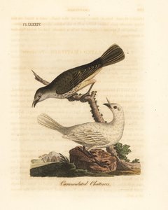 طائر الجرس الأبيض ، Procnias albus ، ذكر وأنثى (ثرثرة ملتطمة ، Ampelis carunculata). لوح نحاسي ملون يدويًا رسمه ونقشه جون لاثام من كتابه A General History of Birds ، وينشستر بواسطة جون لاثام