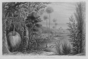 Australian Trees and Shrubs (coloured engraving)