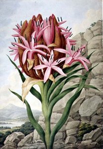 PD.757-1973 سبير ليلي (Doryanthes excelsa)