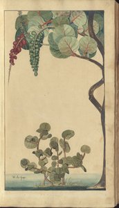 A page from the 