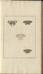 Lindsay Drawings Vol. VI, 42 بواسطة جون ليندسي