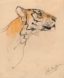 رأس النمر ، c1910