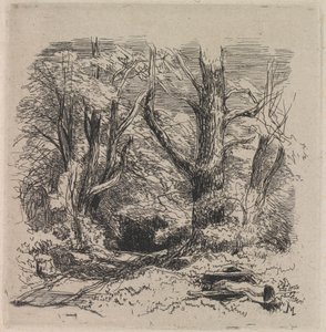 طريق عبر الغابة