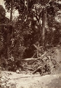 مشهد استوائي ، The Brook El Bano ، Chipigana ، 1871. بواسطة جون موران
