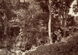 مشهد استوائي ، منظر بالقرب من Chipigana ، 1871. بواسطة جون موران