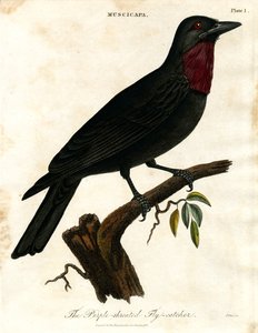 صائد الذباب الأرجواني الحلق الأرجواني (Muscicapa) بواسطة جون باس