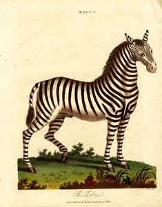 الحمار الوحشي (Equus) بواسطة جون باس