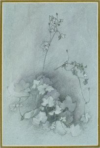 Ivy-Leaved Toadflax 'Oxford Ivy' ، 1852 بواسطة جون روسكين