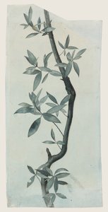 دراسة أوراق الصفصاف حوالي 1857 (قلم رصاص وألوان مائية على ورق). بواسطة جون روسكين