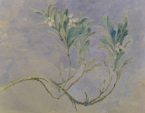 دراسة غصن شجرة ميرتل ، 1877 (قلم وحبر بني ومرحاض مع قلم رصاص مرتفع باللون الأبيض على الورق) بواسطة جون روسكين