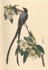 صائد الذباب ذو الذيل الشوكة ، جوردونيا لاسيانثوس ، 1840-44. بواسطة جون ت. بوين
