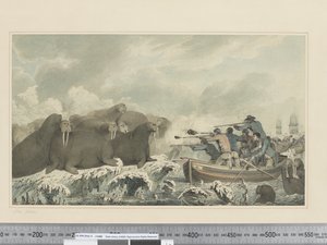 F.32 خيل البحر ، حوالي 1773 - 84 (ألوان مائية) بواسطة جون ويبر