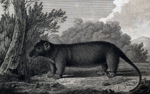 الأبوسوم ، نقش بعد الرسم بواسطة جون ويبر (1750-1793) أثناء الرحلة الثالثة لجيمس كوك