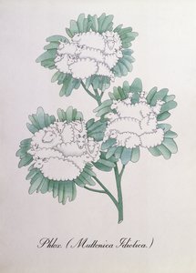 الفلوكس. (Muttonica Idiotica) ، رسم توضيحي من "The Bogus Book of Botany" لجون وير بواسطة جون وير