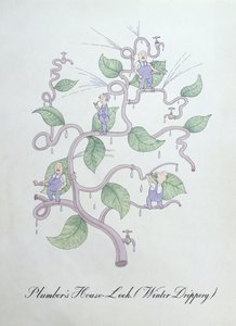 كراث منزل السباك (قطرات الماء)، رسم توضيحي من "كتاب علم النبات الزائف" بقلم جون وير بواسطة جون وير