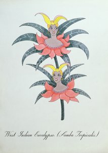 غرب الهند Eucalypso (Samba Tropicalis.) ، رسم توضيحي من "The Bogus Book of Botany" بقلم جون وير بواسطة جون وير
