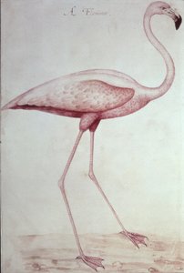 فلامنغو (رسم) بواسطة جون وايت